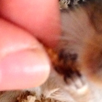 Mäusegaukler Eduard der Wilde frisst den Mehlwurm aus der Hand