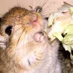 Gauklermaus, Mäuseroulette lecker Salat aus biologischem Anbau das schmeckt der Maus.