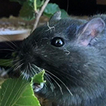Der Mäusegaukler, das wahrscheinich schönste Mäuseroulette der Welt, eine Maus oder was auch immer zum Marktwochenende bei den Mittelatertagen Haar gehört