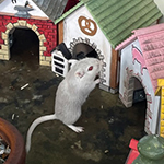 Der Mäusegaukler, das wahrscheinich schönste Mäuseroulette der Welt, eine Maus oder was auch immer zum Marktwochenende bei den Mittelatertagen Haar gehört