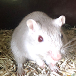 Der Mäusegaukler , das wahrscheinich schönste Mäuseroulette der Welt, eine Maus oder was auch immer zum Marktwochenende auf dem Mittelalterspektakel zu Pfullendorf gehört