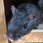Der Mäusegaukler , das wahrscheinich schönste Mäuseroulette der Welt, eine Maus oder was auch immer zum Marktwochenende auf dem Mittelalterspektakel zu Pfullendorf gehört