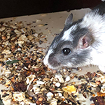 Der Mäusegaukler , das wahrscheinich schönste Mäuseroulette der Welt, eine Maus oder was auch immer zum Marktwochenende auf dem Mittelalterspektakel zu Pfullendorf gehört