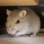 Der Mäusegaukler , das wahrscheinich schönste Mäuseroulette der Welt, eine Maus oder was auch immer zum Marktwochenende auf dem Mittelalterspektakel zu Pfullendorf gehört
