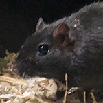 Der Mäusegaukler , das wahrscheinich schönste Mäuseroulette der Welt, eine Maus oder was auch immer zum Marktwochenende auf dem DGT, Das Große Treffen, Endzeit, Star Wars, Stormtrooper, Gandalf, RottenRaptor, Steampunk, Larp, Drachen gehört