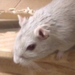 Der Mäusegaukler , das wahrscheinich schönste Mäuseroulette der Welt, eine Maus oder was auch immer zum Marktwochenende auf dem DGT, Das Große Treffen, Endzeit, Star Wars, Stormtrooper, Gandalf, RottenRaptor, Steampunk, Larp, Drachen gehört