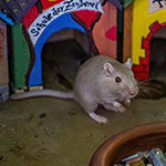 Der Mäusegaukler , das wahrscheinich schönste Mäuseroulette der Welt, eine Maus oder was auch immer zum Marktwochenende auf dem DGT, Das Große Treffen, Endzeit, Star Wars, Stormtrooper, Gandalf, RottenRaptor, Steampunk, Larp, Drachen gehört