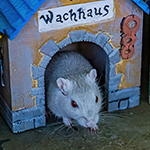 Der Mäusegaukler , das wahrscheinich schönste Mäuseroulette der Welt, eine Maus oder was auch immer zum Marktwochenende auf dem DGT, Das Große Treffen, Endzeit, Star Wars, Stormtrooper, Gandalf, RottenRaptor, Steampunk, Larp, Drachen gehört