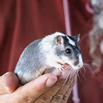 Der Mäusegaukler , das wahrscheinich schönste Mäuseroulette der Welt, eine Maus oder was auch immer zum Marktwochenende auf dem DGT, Das Große Treffen, Endzeit, Star Wars, Stormtrooper, Gandalf, RottenRaptor, Steampunk, Larp, Drachen gehört