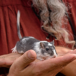 Der Mäusegaukler , das wahrscheinich schönste Mäuseroulette der Welt, eine Maus oder was auch immer zum Marktwochenende auf dem Mittelalterspektakel zu Feuchtwangen gehört. Das war der Saisonabschluss der Sommersaison.