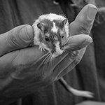 Der Mäusegaukler , das wahrscheinich schönste Mäuseroulette der Welt, eine Maus oder was auch immer zum Marktwochenende auf dem Mittelalterspektakel zu Feuchtwangen gehört. Das war der Saisonabschluss der Sommersaison.