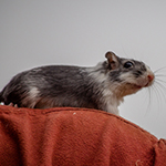 Der Mäusegaukler , das wahrscheinich schönste Mäuseroulette der Welt, eine Maus oder was auch immer zum Marktwochenende auf dem Mittelalterspektakel zu Feuchtwangen gehört. Das war der Saisonabschluss der Sommersaison.