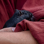 Der Mäusegaukler , das wahrscheinich schönste Mäuseroulette der Welt, eine Maus oder was auch immer zum Marktwochenende auf dem Mittelalterspektakel zu Feuchtwangen gehört. Das war der Saisonabschluss der Sommersaison.