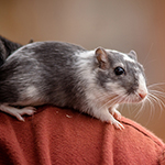 Der Mäusegaukler , das wahrscheinich schönste Mäuseroulette der Welt, eine Maus oder was auch immer zum Marktwochenende auf dem Mittelalterspektakel zu Feuchtwangen gehört. Das war der Saisonabschluss der Sommersaison.