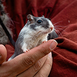 Der Mäusegaukler , das wahrscheinich schönste Mäuseroulette der Welt, eine Maus oder was auch immer zum Marktwochenende auf dem Mittelalterspektakel zu Feuchtwangen gehört. Das war der Saisonabschluss der Sommersaison.