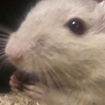 Der Mäusegaukler , das wahrscheinich schönste Mäuseroulette der Welt, eine Maus oder was auch immer zum Marktwochenende auf dem Mittelalterspektakel zu Feuchtwangen gehört. Das war der Saisonabschluss der Sommersaison.