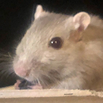 Der Mäusegaukler , das wahrscheinich schönste Mäuseroulette der Welt, eine Maus oder was auch immer zum Marktwochenende auf dem Mittelalterspektakel zu Feuchtwangen gehört. Das war der Saisonabschluss der Sommersaison.