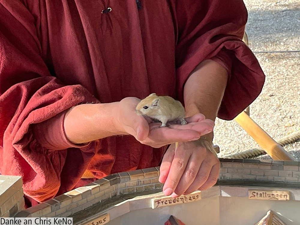 Der Mäusegaukler , das wahrscheinich schönste Mäuseroulette der Welt, eine Maus oder was auch immer zum Marktwochenende auf dem Mittelalterspektakel zu Dillingen an der Donau gehört.