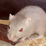 Der Mäusegaukler, das wahrscheinich schönste Mäuseroulette der Welt, eine Maus oder was auch immer zum Marktwochenende auf dem Mittelalterspektakel zu Guteneck gehört.