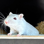 Der Mäusegaukler, das wahrscheinich schönste Mäuseroulette der Welt, eine Maus oder was auch immer zum Marktwochenende auf dem Mittelalterspektakel zu Guteneck gehört.