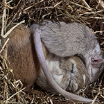 Der Mäusegaukler, das wahrscheinich schönste Mäuseroulette der Welt, eine Maus oder was auch immer zum Marktwochenende auf dem Mittelalterspektakel zu Guteneck gehört.