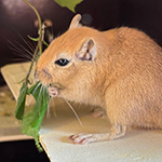 Der Mäusegaukler, das wahrscheinich schönste Mäuseroulette der Welt, eine Maus oder was auch immer zum Marktwochenende auf dem Mittelalterspektakel zu Guteneck gehört.