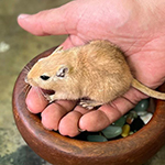 Der Mäusegaukler, das wahrscheinich schönste Mäuseroulette der Welt, eine Maus oder was auch immer zum Marktwochenende auf dem Mittelalterspektakel auf Burg Harburg in Schwaben gehört.