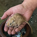 Der Mäusegaukler, das wahrscheinich schönste Mäuseroulette der Welt, eine Maus oder was auch immer zum Marktwochenende auf dem Mittelalterspektakel auf Burg Harburg in Schwaben gehört.