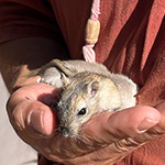 Der Mäusegaukler, das wahrscheinich schönste Mäuseroulette der Welt, eine Maus oder was auch immer zum Marktwochenende auf dem Mittelalterspektakel auf Burg Harburg in Schwaben gehört.