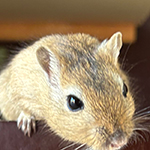 Der Mäusegaukler, das wahrscheinich schönste Mäuseroulette der Welt, eine Maus oder was auch immer zum Marktwochenende im Kloster Bad Schussenried gehört, der Markt fand im rahmen von 500 Jahre Bauernkrieg und der Landesausstellung UFFRUR statt. UFFRUHR