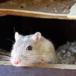 Der Mäusegaukler, das wahrscheinich schönste Mäuseroulette der Welt, eine Maus oder was auch immer zum Marktwochenende im Kloster Bad Schussenried gehört, der Markt fand im rahmen von 500 Jahre Bauernkrieg und der Landesausstellung UFFRUR statt. UFFRUHR