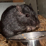 Bilder aus den Terrarien der Mäuse.