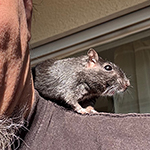 Bilder aus den Terrarien der Mäuse.