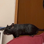 Bilder aus den Terrarien der Mäuse.