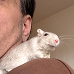 Bilder aus den Terrarien der Mäuse.