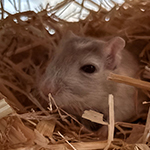 Bilder aus den Terrarien der Mäuse.