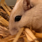 Bilder aus den Terrarien der Mäuse.