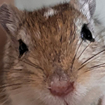 Bilder aus den Terrarien der Mäuse.