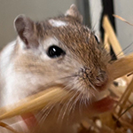 Bilder aus den Terrarien der Mäuse.