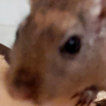 Bilder aus den Terrarien der Mäuse.