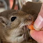 Bilder aus den Terrarien der Mäuse.