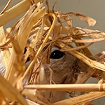 Bilder aus den Terrarien der Mäuse.