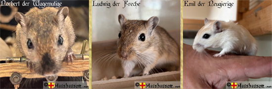 Die neuen Gauklermäuse