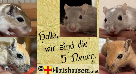 Die neuen Gauklermäuse