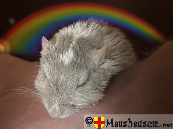 Astrid von Roskilde, schlafend unter dem Regenbogen